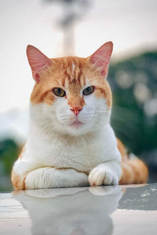 Majestic Ginger Cat 🐾