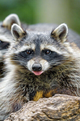 Playful Raccoon Posing ..