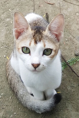 Whiskers of Wonder: The..