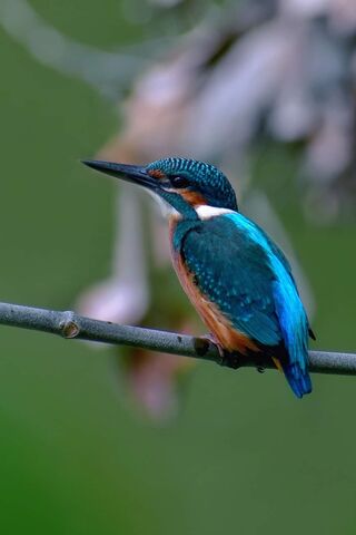 Common Kingfisher