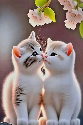 Sweet Kittens in Love �..