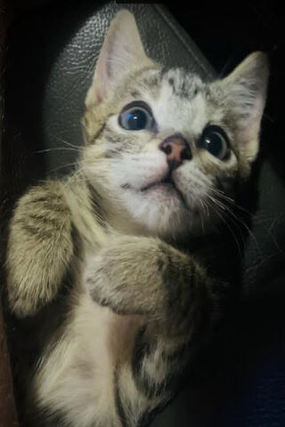 Adorable Kitten Caught ..