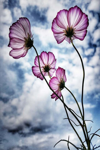Dancing Cosmos 🌸✨