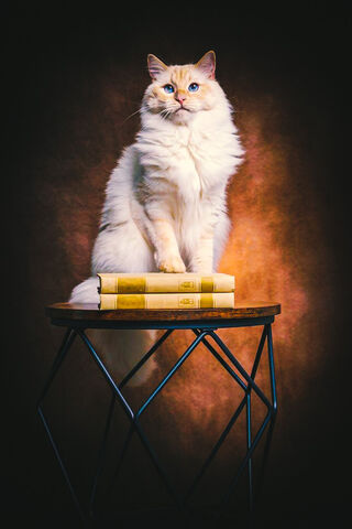Regal Feline Scholar 🐾📚