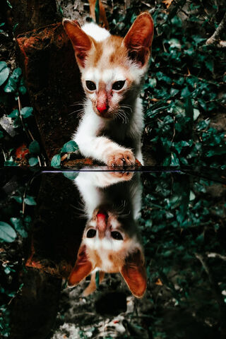 Curious Kitten Reflecti..