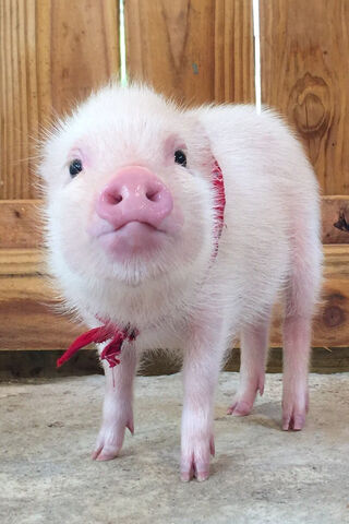 Cute Pig