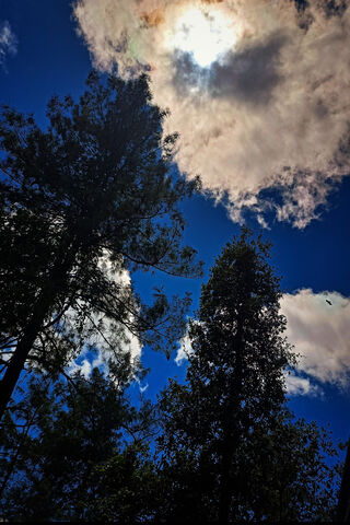Nature's Canvas: A Skyw..