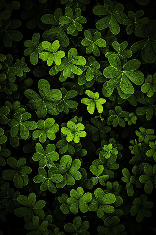 Clovers