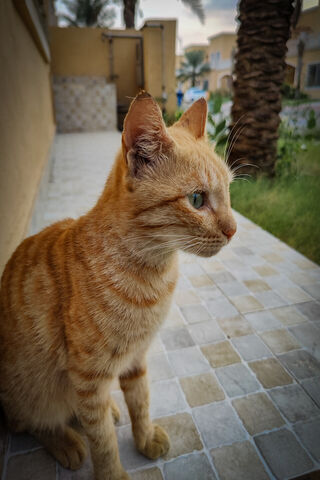 Curious Ginger Cat 🐾
