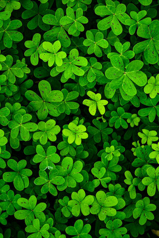 Clovers