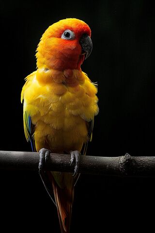 Colorful Parrot Birds Animals Wildlife Macaw Pet