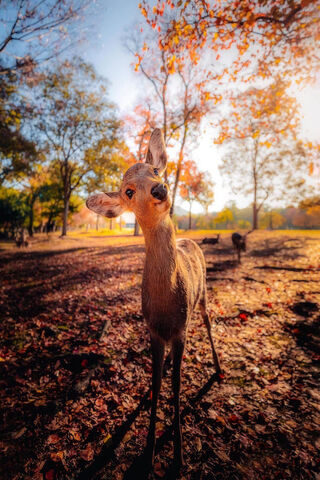 Curious Fawn in Autumn ..