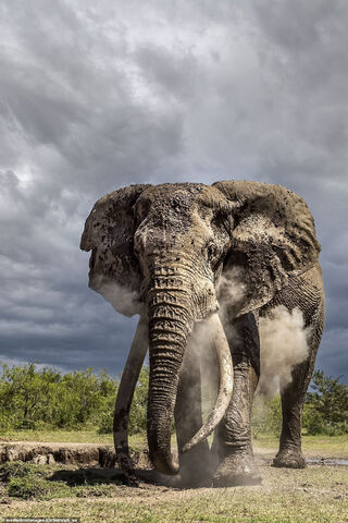 Majestic Elephant in th..