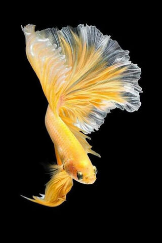 Majestic Goldfish in Mo..