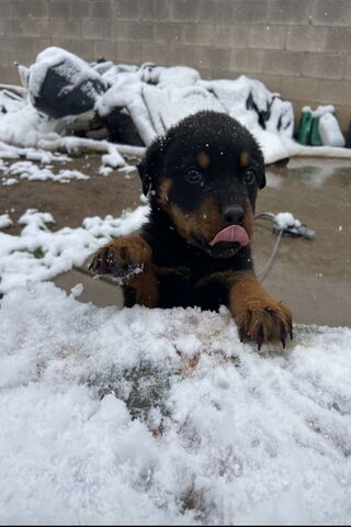 Snowy Puppy Adventure! ..