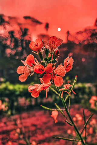 Sunset Blooms 🌅🌸