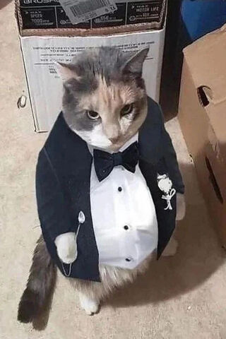 Dapper Cat in a Tuxedo!..