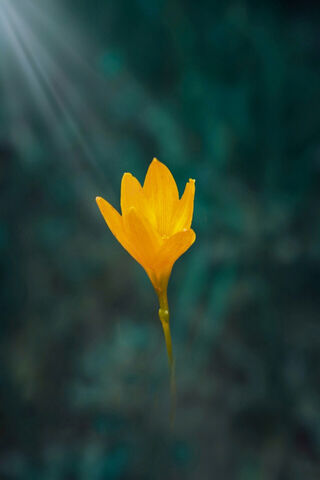 Flower Image