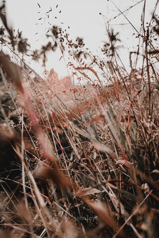 Whispering Grasses 🌾✨