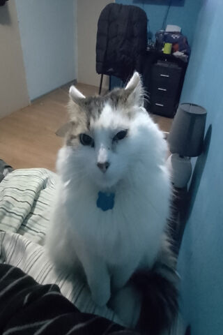 Gato