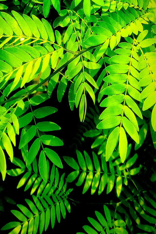 Lush Greenery 🌿✨