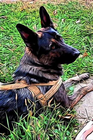 GSD Furbaby: The Loyal Companion 🐾❤️