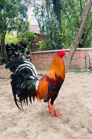 Majestic Rooster Strutting in Nature 🐓🌿