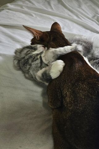Cozy Cat Cuddles 🐾❤️