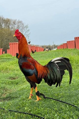 Majestic Rooster in the Meadow