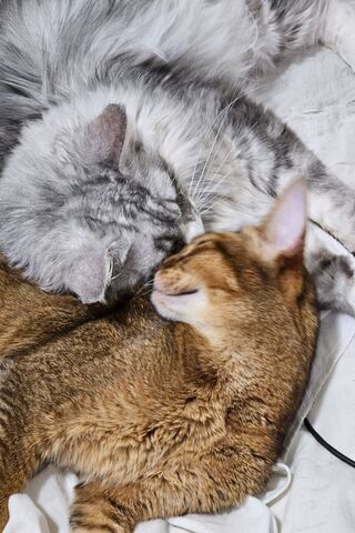 Cozy Cat Cuddle Time 🐾❤️