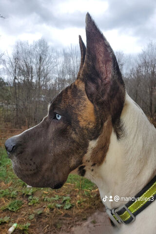 Majestic Pup with Striking Blue Eyes 🐾✨