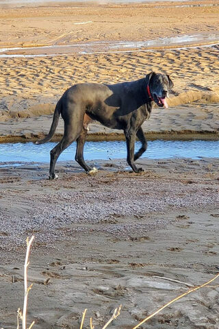 Playful Pup on the Beach 🐾🌊
