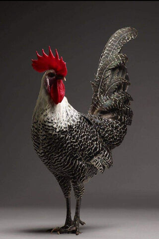 Majestic Rooster