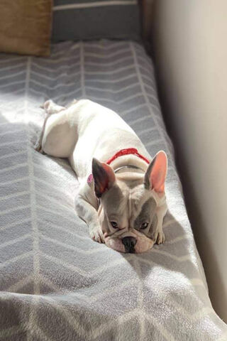 Cozy Frenchie Relaxing ..