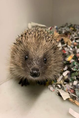 Hedgehog Haven: A Spiky..