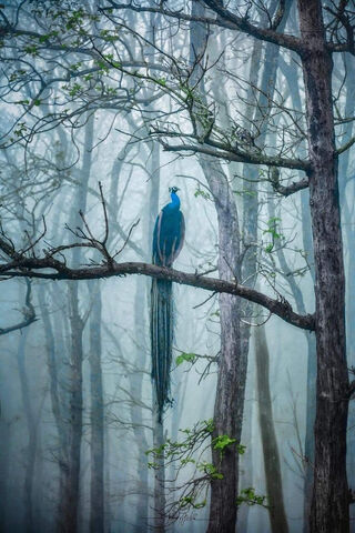 Enigmatic Elegance: The Peacock in the Mist 🌫️🦚