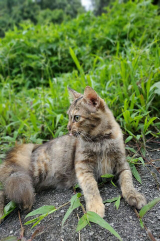 Curious Cat in Nature �..