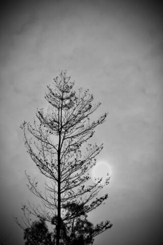 Silhouette of Solitude ..