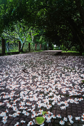 Enchanted Pathway of Bl..