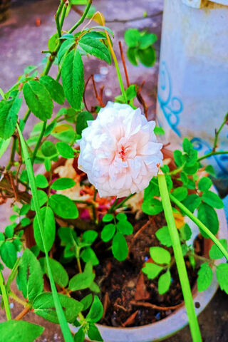 Delicate Beauty 🌸