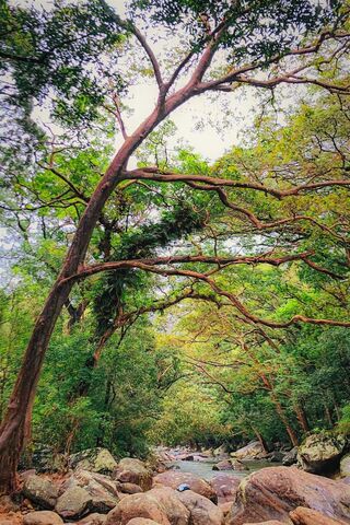 Natural Forest River Background