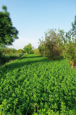 Lush Green Pathway 🌿🌞