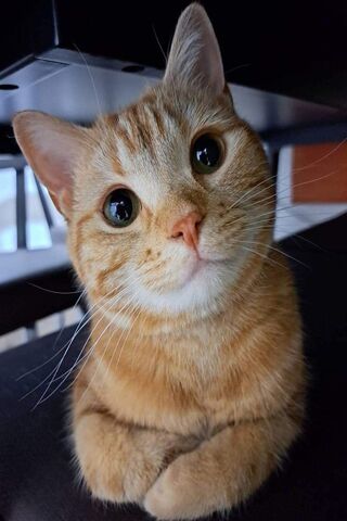 Ojos: The Curious Cat 🐾