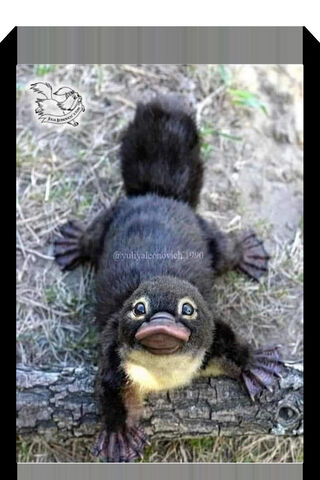 The Adorable Platypus C..