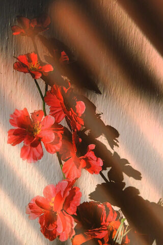 Blossoms in the Light 🌸✨