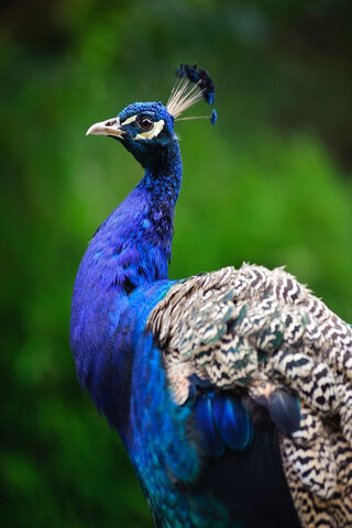 Majestic Peacock in Ful..