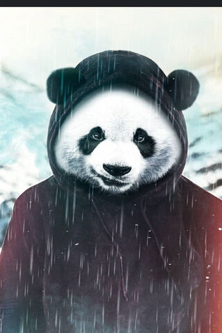 Panda in a Hoodie: A Un..