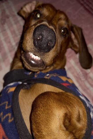 Happy Pup with a Charmi..