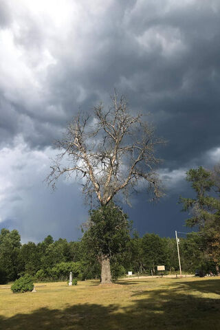 Pere Cheney Tree