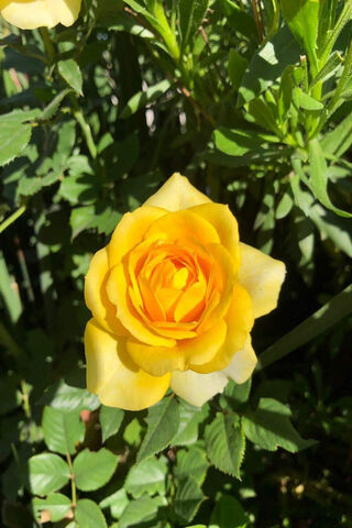 Bright Yellow Rose 🌼✨